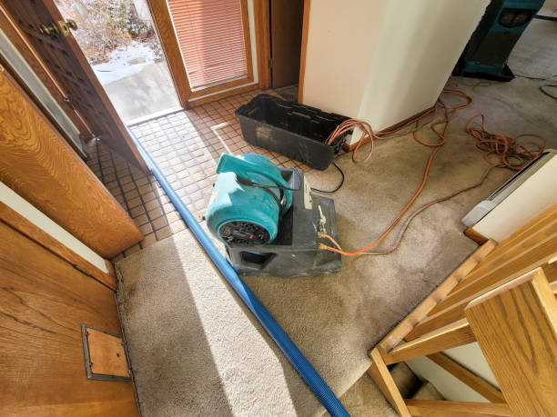 Best Mold removal after water damage  in Clintwood, VA